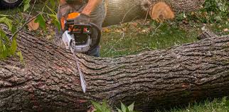 How Our Tree Care Process Works  in Hickory, NC